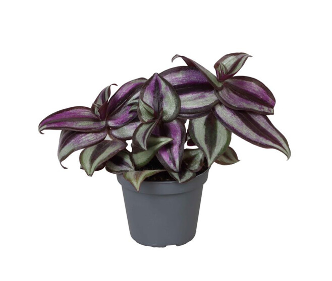 TRADESCANTIA PINK JOY