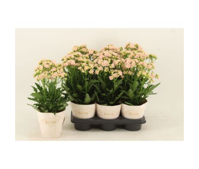 KALANCHOE SUNNY ROSE