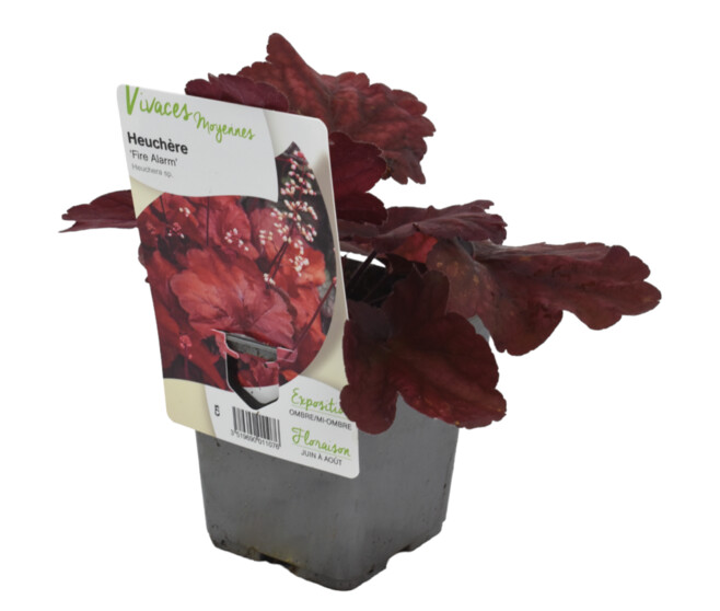 HEUCHERA FIRE ALARM
