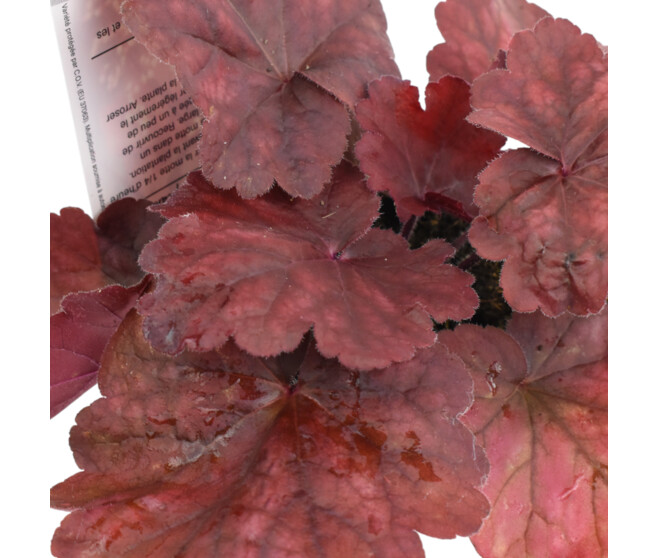 HEUCHERA FIRE ALARM