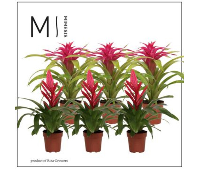 BROMELIACEE ROSE