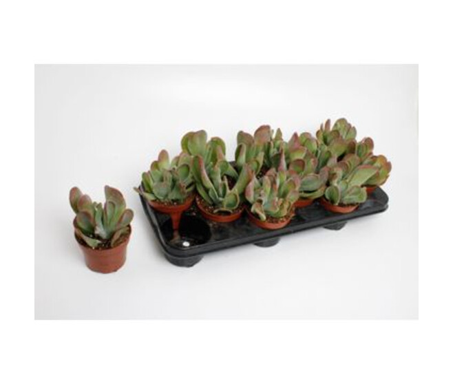 KALANCHOE  ORICULA