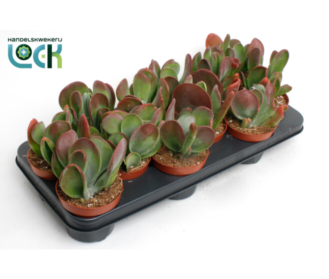 KALANCHOE  ORICULA