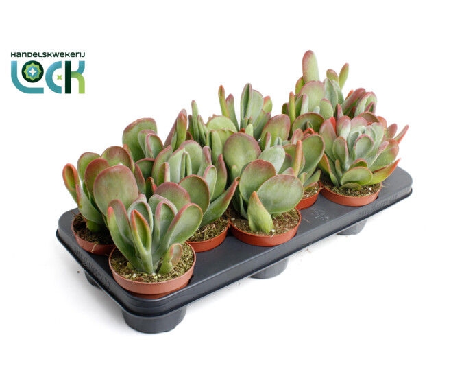 KALANCHOE  ORICULA
