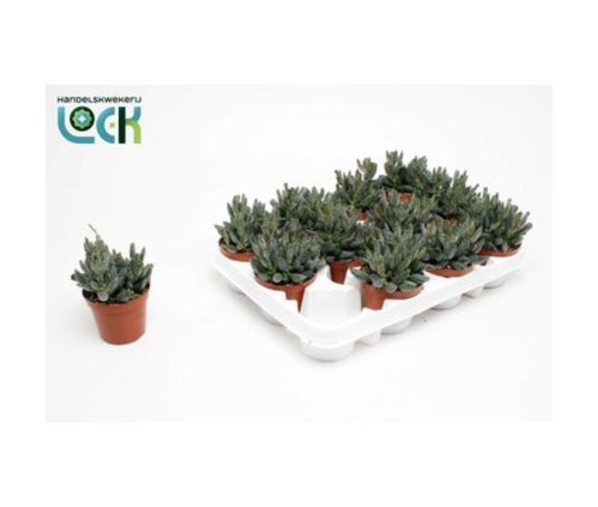 ADROMISCHUS COOPERII