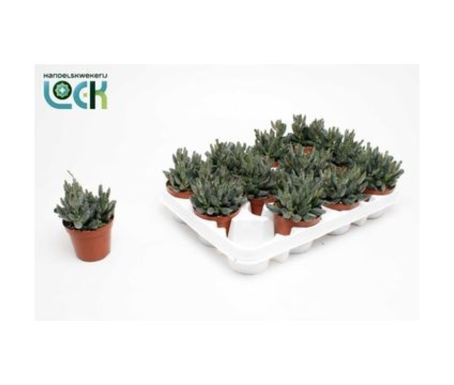 ADROMISCHUS COOPERII