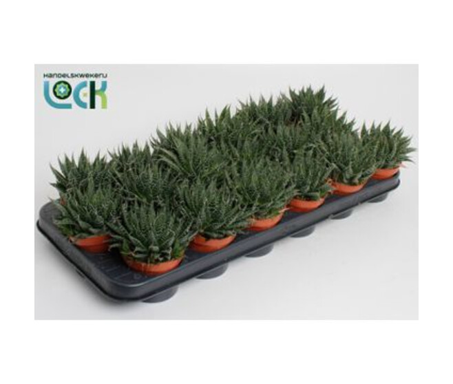 ALOE ARISTATA