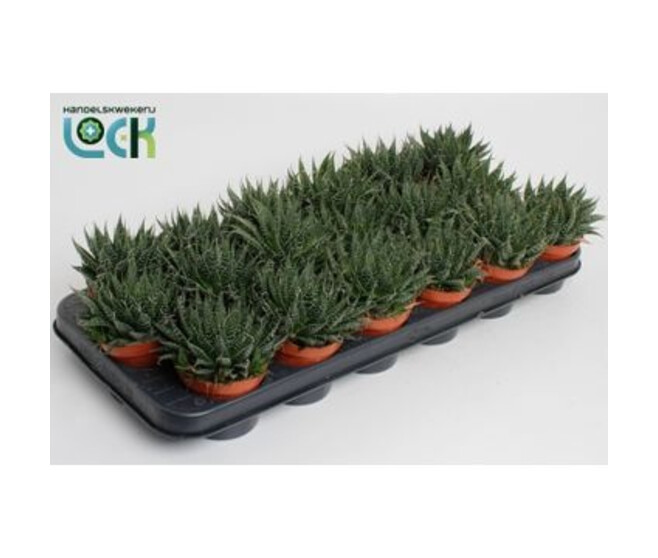 ALOE ARISTATA
