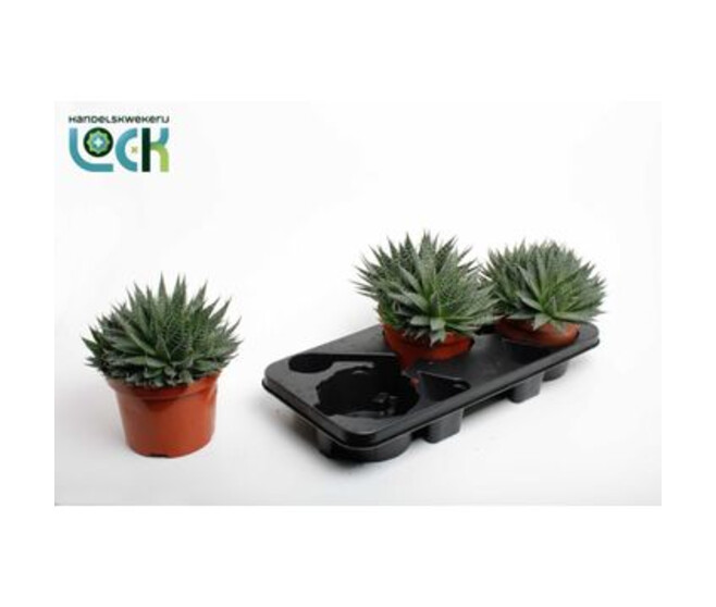 ALOE ARISTATA