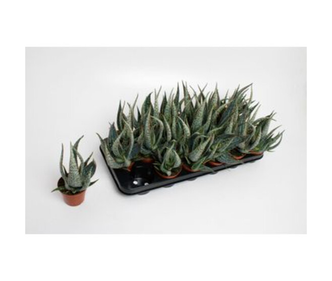 ALOE CAROLA