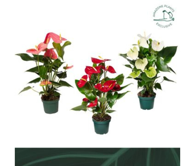 ANTHURIUM ANDREANUM VARIE