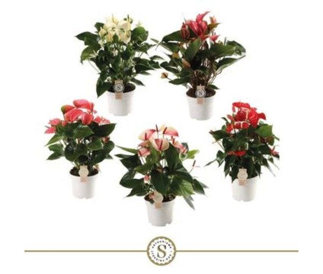 ANTHURIUM ANDREANUM CHAMPION