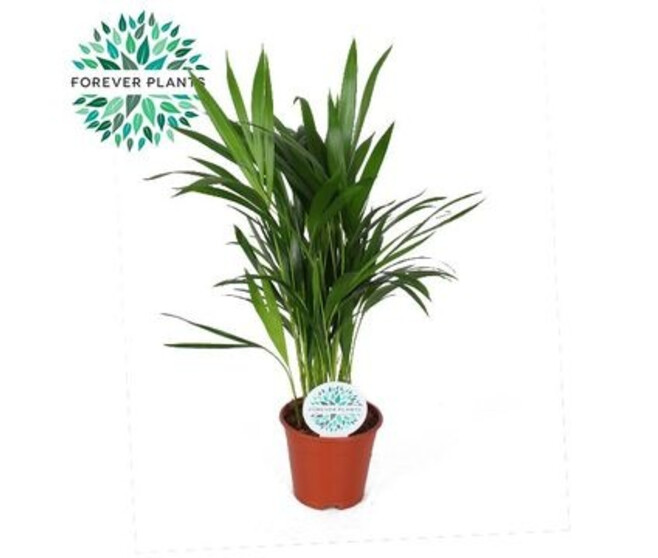 ARECA CHRYSALIDOCARPUS