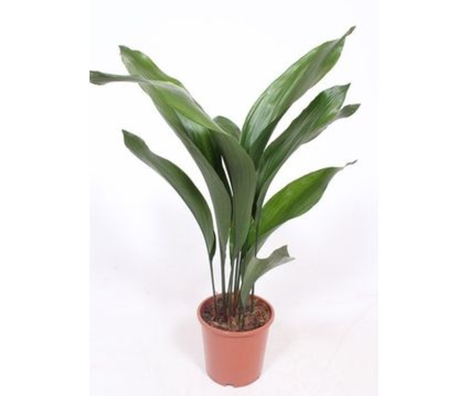 ASPIDISTRA 10PP