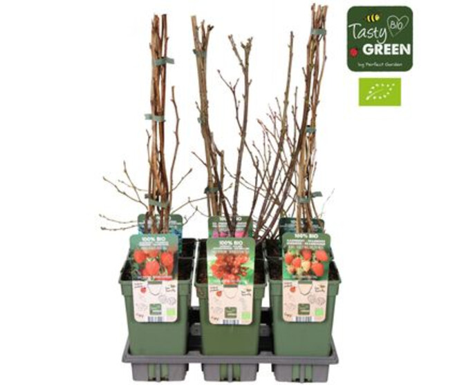 FRUITIERS VARIES