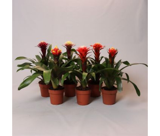 GUZMANIA FORTUNA Horticash Ref 644881 guzmania-fortuna-horticash-ref-644881