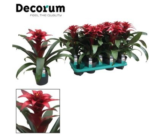 GUZMANIA SALINAS ROUGE