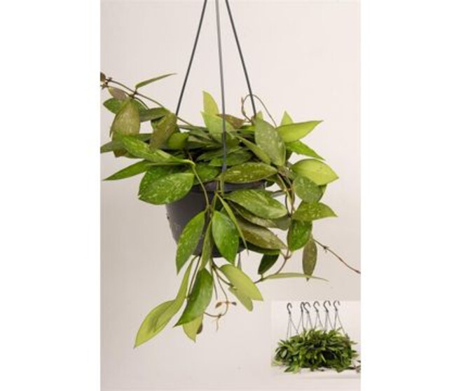 HOYA CARNOSA GRACILIS SUSP