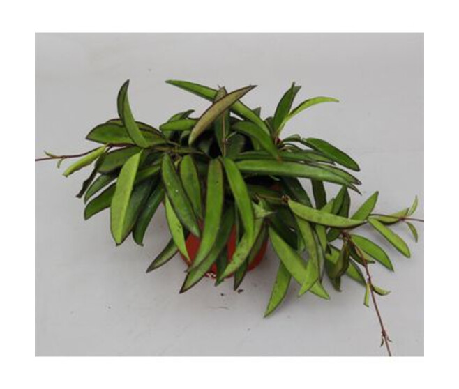 HOYA WAYETII