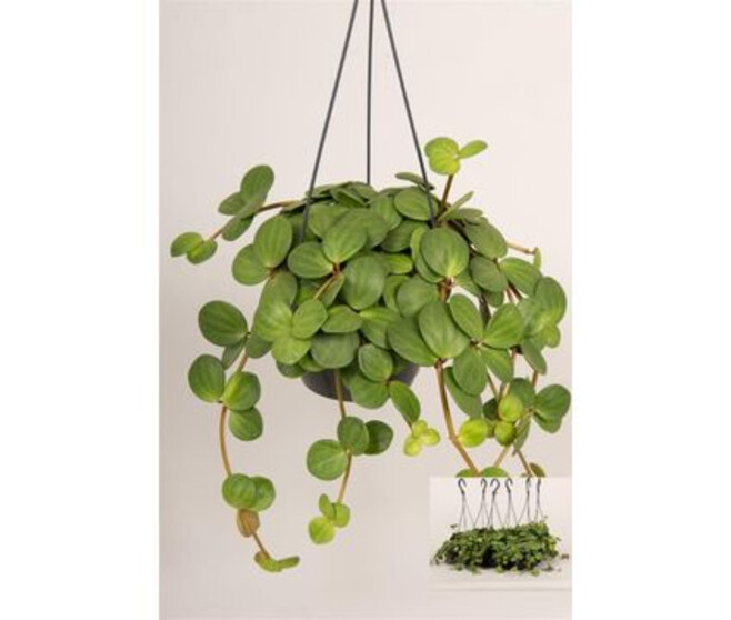 PEPEROMIA HOPE SUSP