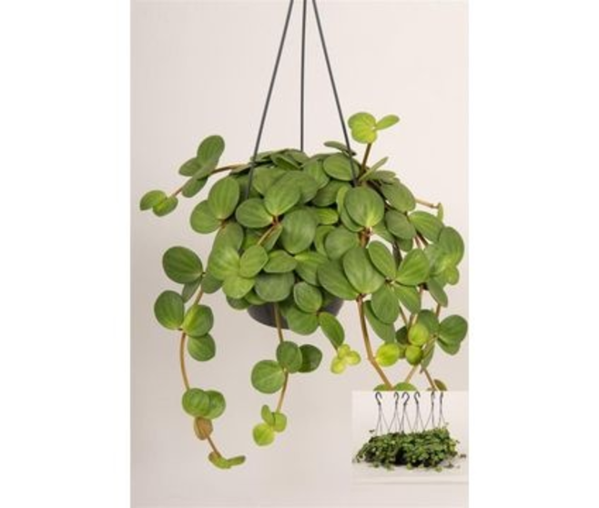 PEPEROMIA HOPE SUSP