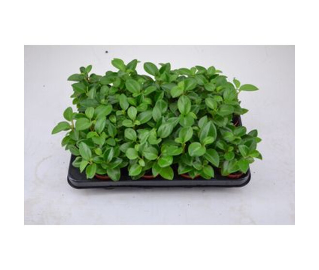 PEPEROMIA PIXIE