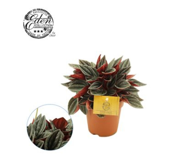 PEPEROMIA SANTORINI