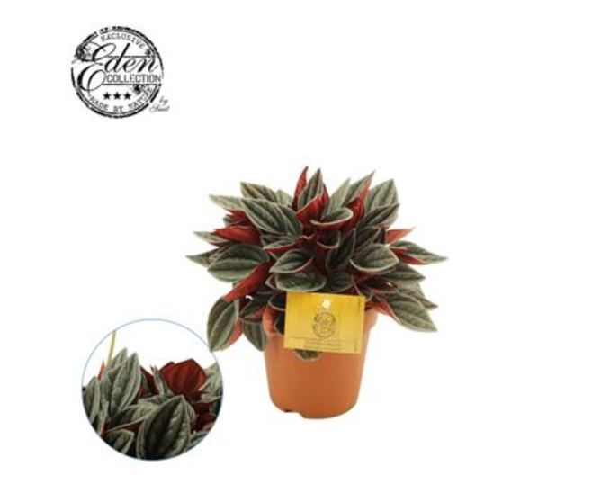 PEPEROMIA SANTORINI