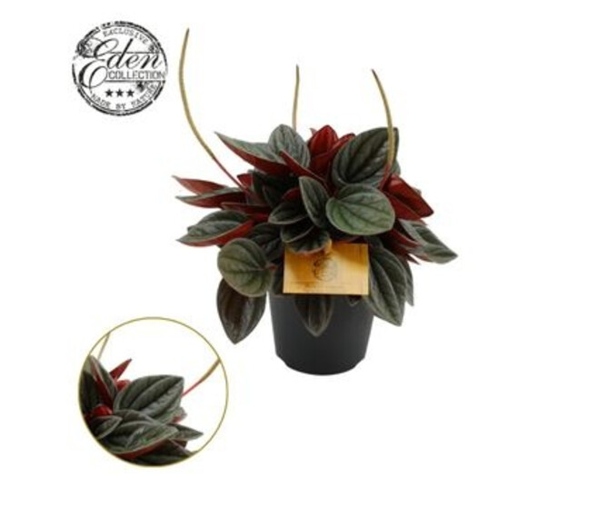 PEPEROMIA SANTORINI
