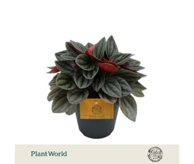 PEPEROMIA SANTORINI