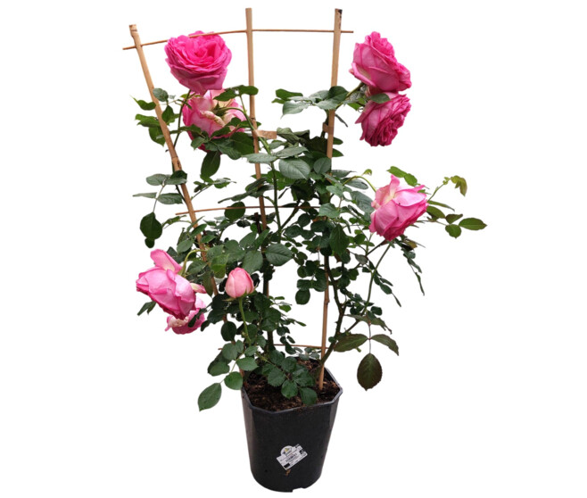ROSIER CYCLAMEN P RONSARD PALISSE