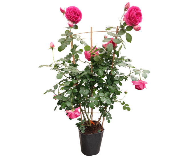 ROSIER CYCLAMEN P RONSARD PALISSE