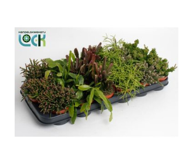 RHIPSALIS VARIES