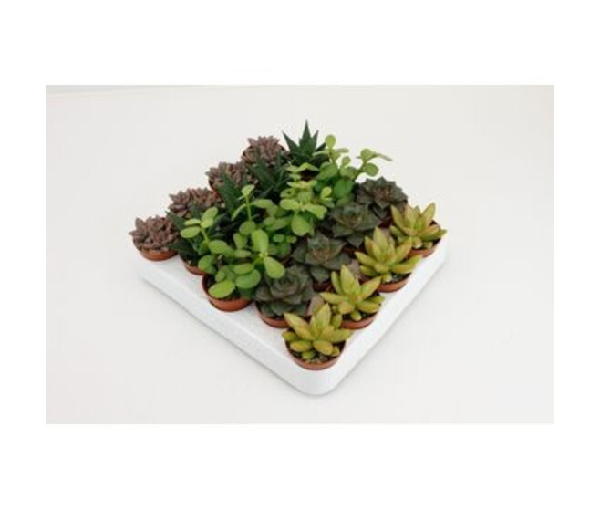 SUCCULENTE VARIEE