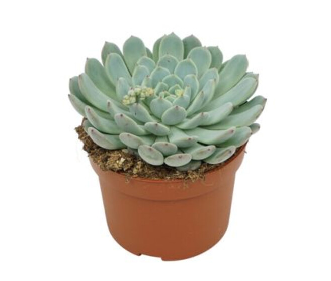 ECHEVERIA CUSPIDATA