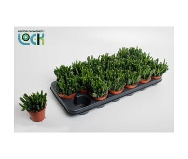 CRASSULA HORN TREE