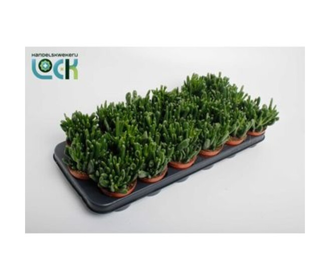 CRASSULA HORN TREE