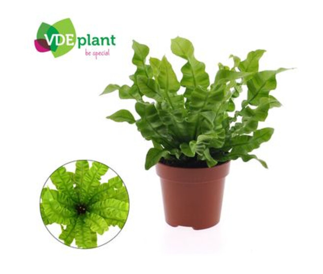 ASPLENIUM CRISPY WAVE