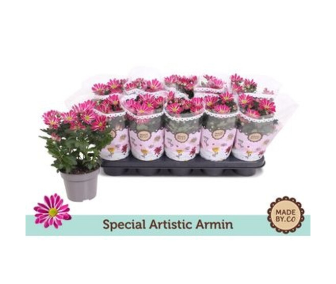 DENDRANTHEMA ARTISTIC ARMIN