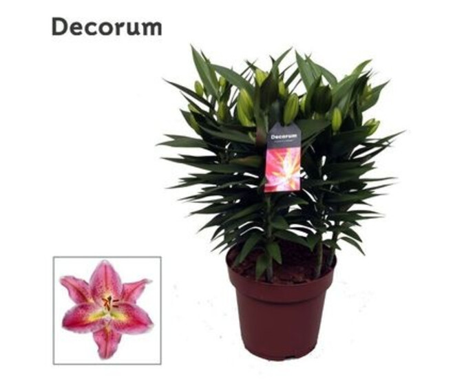 LILIUM REELEEZE ROSE 5PP
