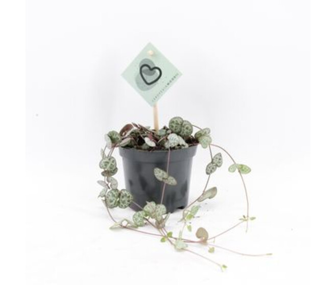 CEROPEGIA WOODII