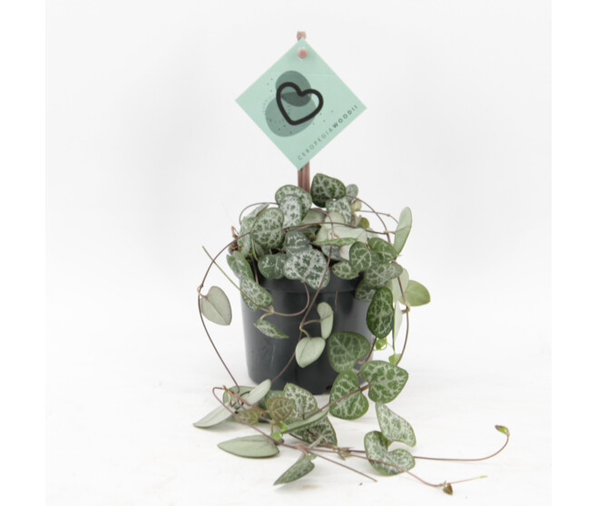 CEROPEGIA WOODII