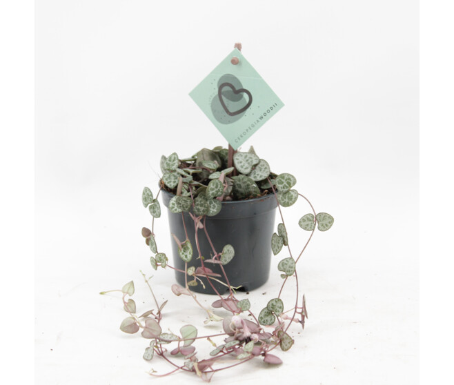 CEROPEGIA WOODII