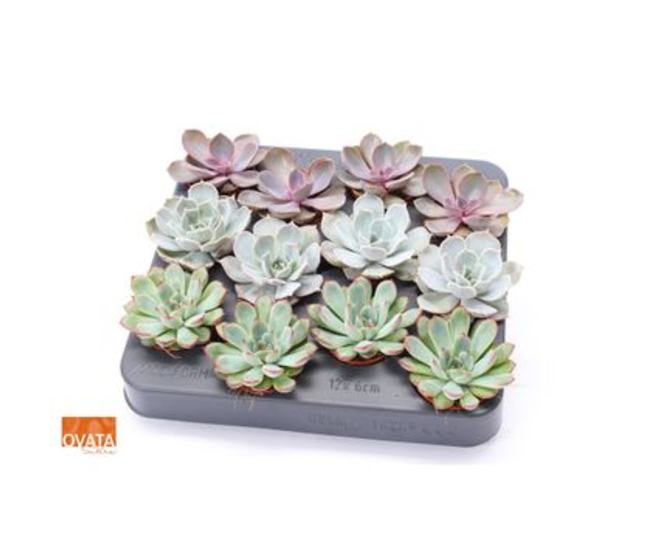 ECHEVERIA VARIES