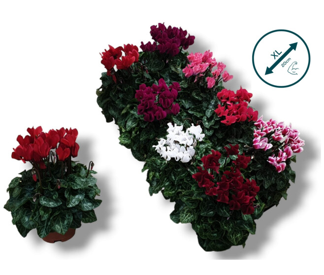 CYCLAMEN SUPER SERIE