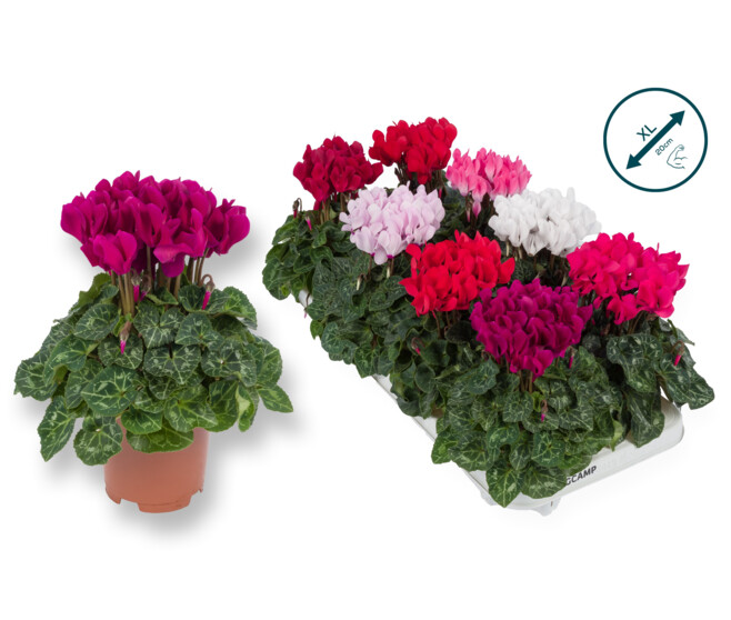 CYCLAMEN SUPER SERIE