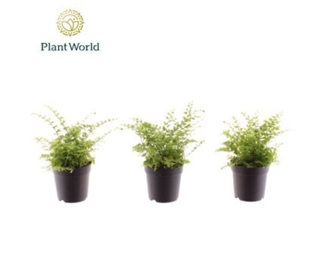 NEPHROLEPIS GREEN FANTASY