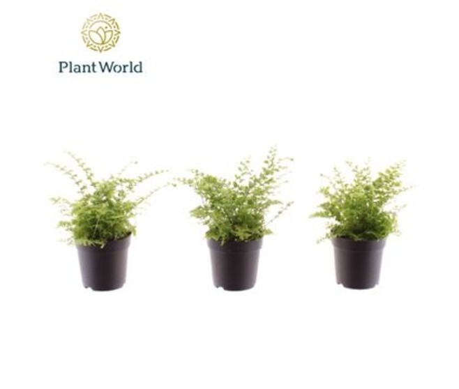 NEPHROLEPIS GREEN FANTASY
