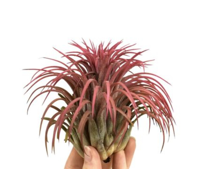 TILLANDSIA IONANTHA ROUGE