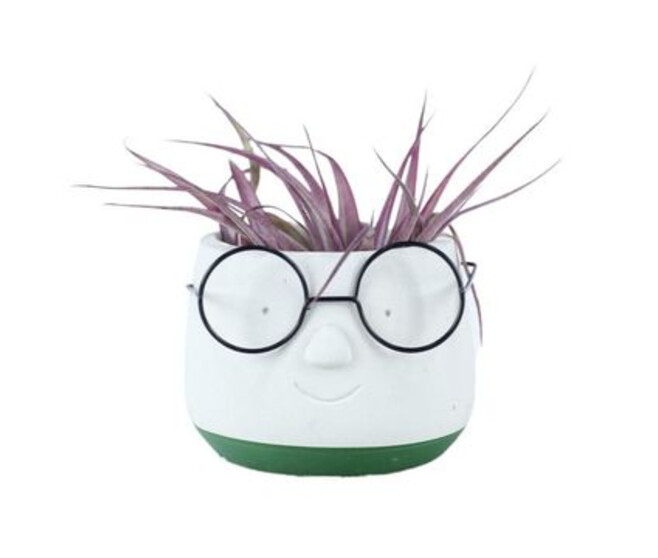 TILLANDSIA CERAM